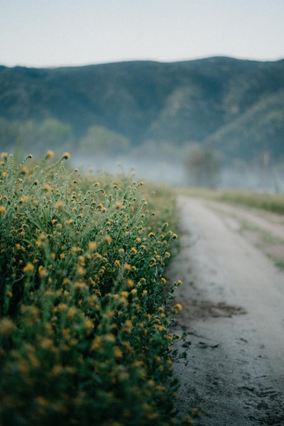 白天黄花场在灰色的柏油路面
